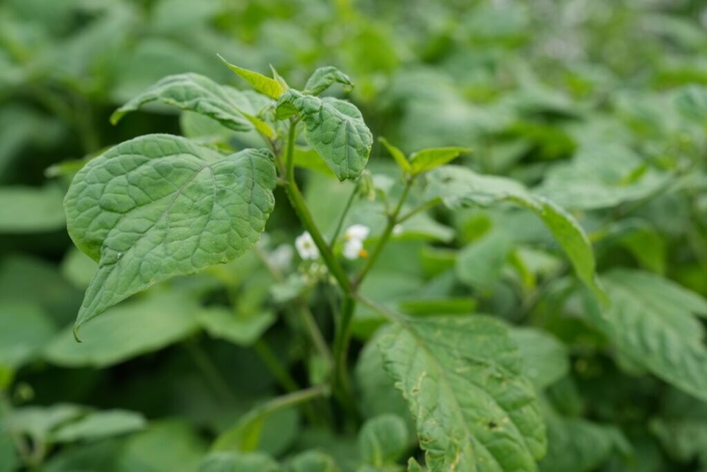 The Journey of your Christmas dinner