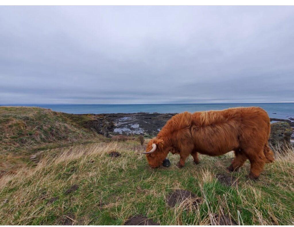 Virtual Fencing in new Grant Scheme