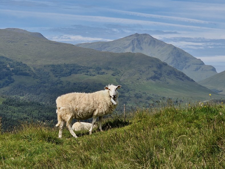 Project to Examine Digital Innovation in Livestock Sector