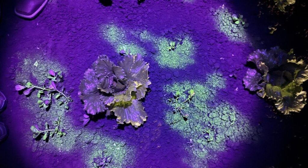 AI Enables Safe, Targeted Use of Non-Selective Herbicides